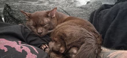 Katzen Brüder Bombay suchen dringend eine liebevolle Familie