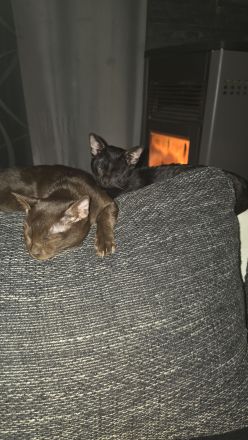 Katzen Brüder Bombay suchen dringend eine liebevolle Familie