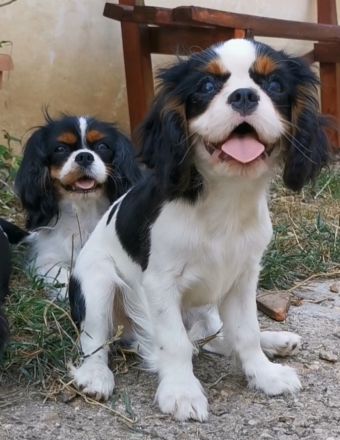 Cavalier-Welpen mit Stammbaum zu vek8rkaufen