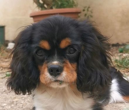 Cavalier-Welpen mit Stammbaum zu vek8rkaufen