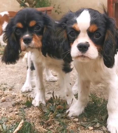 Cavalier-Welpen mit Stammbaum zu vek8rkaufen