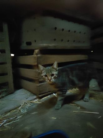 Junge Katze abzugeben
