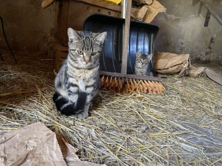 Junge Katze mit besonderem Fellmuster