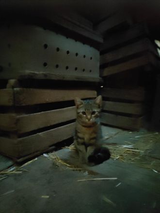 Junge Katze abzugeben