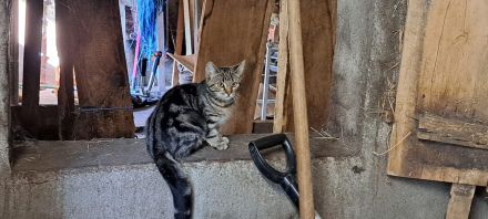 Junge Katze mit besonderem Fellmuster