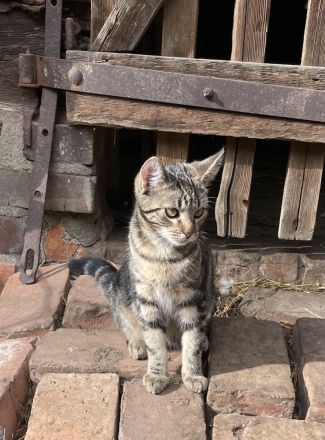 Junge Katze mit besonderem Fellmuster