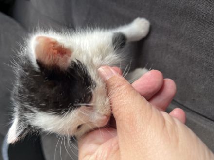 Die süße Bella Bkh mix Mädchen sehr sehr verschmust wegen handaufzucht sucht ab sofort
