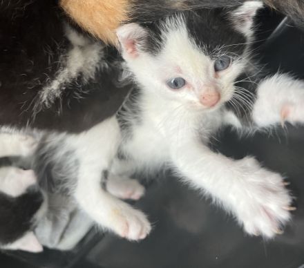 Die süße Bella Bkh mix Mädchen sehr sehr verschmust wegen handaufzucht sucht ab sofort