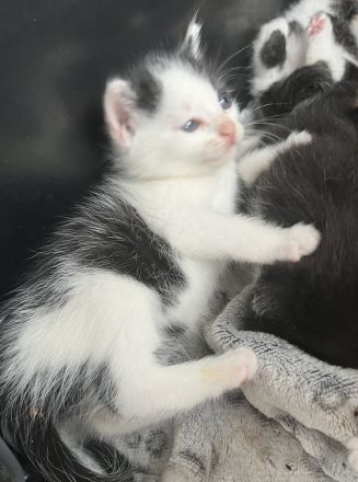 Die süße Bella Bkh mix Mädchen sehr sehr verschmust wegen handaufzucht sucht ab sofort