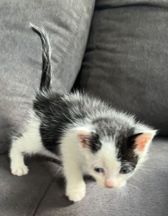 Die süße Bella Bkh mix Mädchen sehr sehr verschmust wegen handaufzucht sucht ab sofort