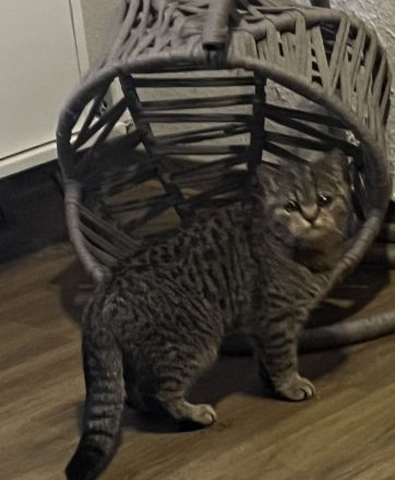 Die süße Bella Bkh mix Mädchen sehr sehr verschmust wegen handaufzucht sucht ab sofort