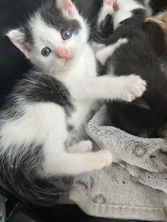 Die süße Bella Bkh mix Mädchen sehr sehr verschmust wegen handaufzucht sucht ab sofort