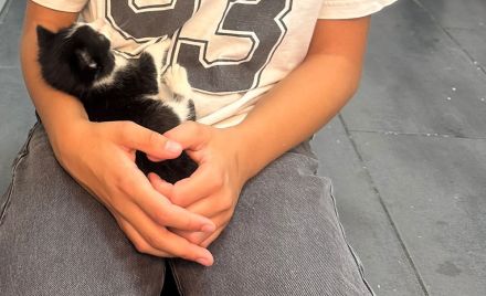 Die süße Bella Bkh mix Mädchen sehr sehr verschmust wegen handaufzucht sucht ab sofort