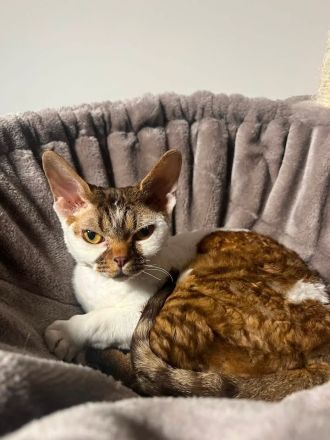 Miu - Devon Rex - für Liebhaber oder Zucht