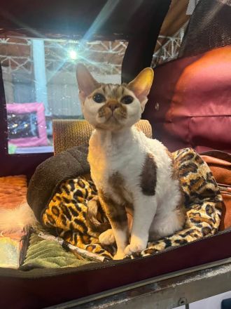 Miu - Devon Rex - für Liebhaber oder Zucht