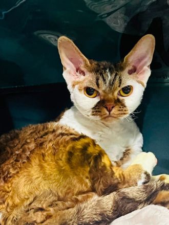 Miu - Devon Rex - für Liebhaber oder Zucht