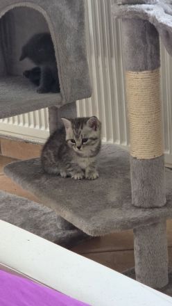 Bkh mix kitten