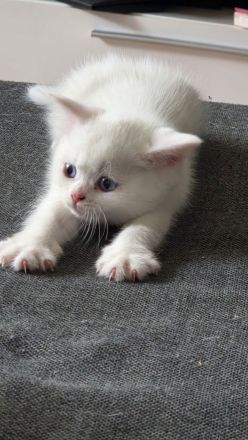 Bkh mix kitten