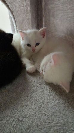Bkh mix kitten