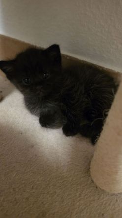 Bkh mix kitten