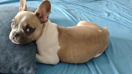 Französische bulldogge Rüde