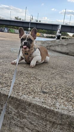 Französische bulldogge Rüde