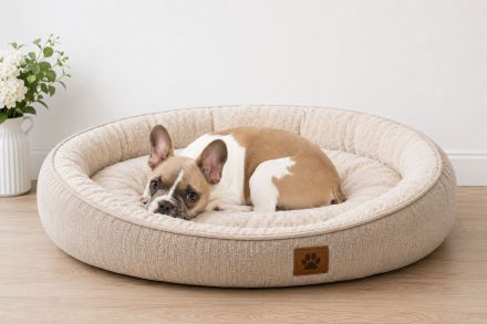 Französische bulldogge Rüde
