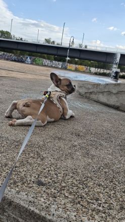 Französische bulldogge Rüde