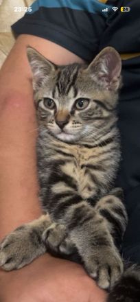 Kater zu verkaufen