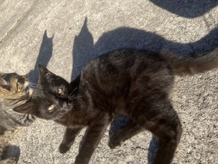 Kater zu verkaufen