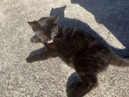 Kater zu verkaufen