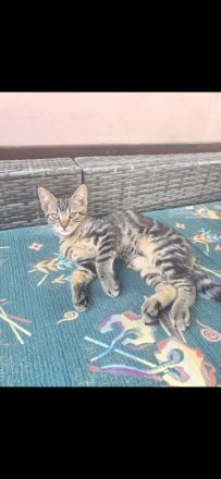 Kater zu verkaufen
