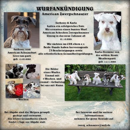 American zwergschnauzer Schecken Welpen