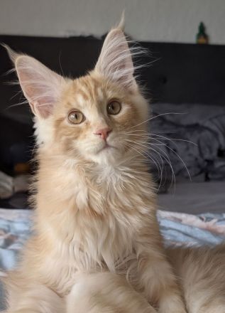 Maine coon kitten mit Stammbaum