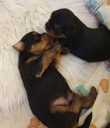 Zuckersüsse Yorkshire-Terrier Welpen