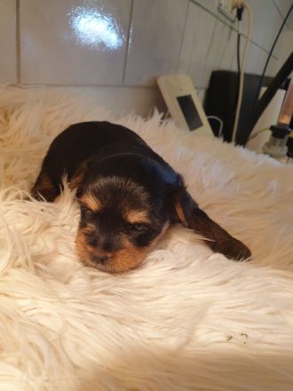 Zuckersüsse Yorkshire-Terrier Welpen