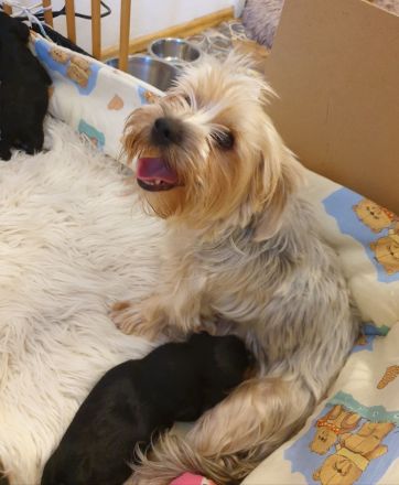 Zuckersüsse Yorkshire-Terrier Welpen
