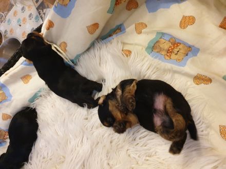 Zuckersüsse Yorkshire-Terrier Welpen