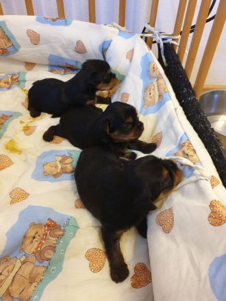 Zuckersüsse Yorkshire-Terrier Welpen