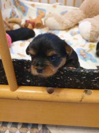 Zuckersüsse Yorkshire-Terrier Welpen