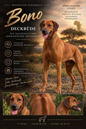 Rhodesian Ridgeback Bono als Deckrüde