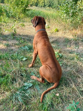 Rhodesian Ridgeback Bono als Deckrüde