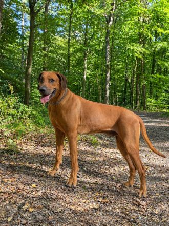 Rhodesian Ridgeback Bono als Deckrüde
