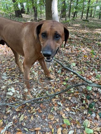 Rhodesian Ridgeback Bono als Deckrüde