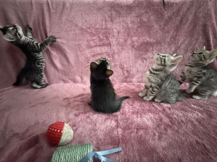 🐾 Wunderschöne Bengal-Mädchen suchen ein liebevolles Zuhause! 🐾 Kitten