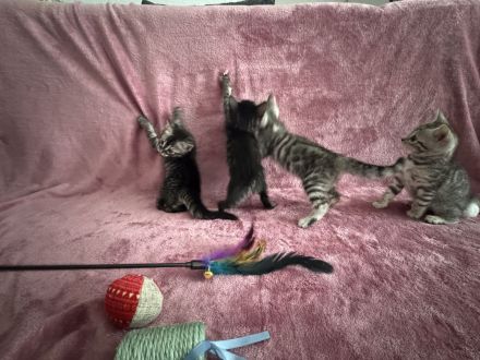🐾 Wunderschöne Bengal-Mädchen suchen ein liebevolles Zuhause! 🐾 Kitten