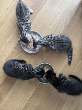 🐾 Wunderschöne Bengal-Mädchen suchen ein liebevolles Zuhause! 🐾 Kitten