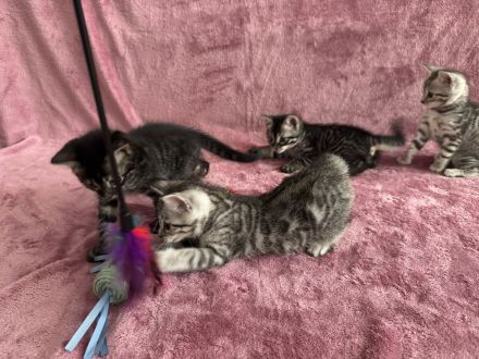 🐾 Wunderschöne Bengal-Mädchen suchen ein liebevolles Zuhause! 🐾 Kitten