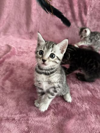🐾 Wunderschöne Bengal-Mädchen suchen ein liebevolles Zuhause! 🐾 Kitten