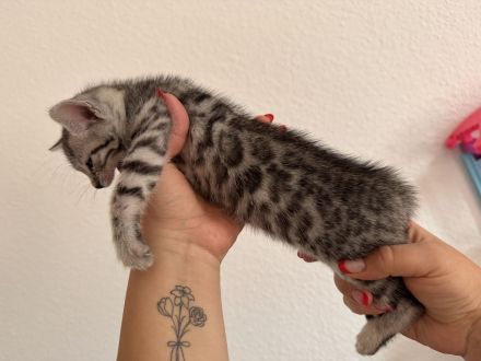 🐾 Wunderschöne Bengal-Mädchen suchen ein liebevolles Zuhause! 🐾 Kitten